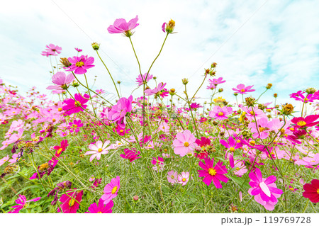 空に向かって咲くコスモス 119769728
