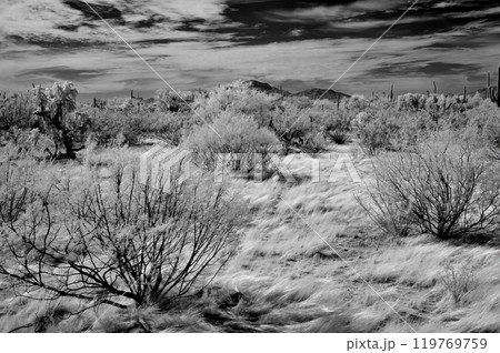 Sonora Desert Arizona in Infrared Sonora Desert Arizona in Infrared 119769759