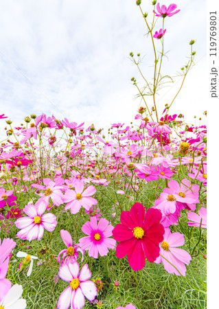 コスモス畑に咲くピンクのコスモス 119769801