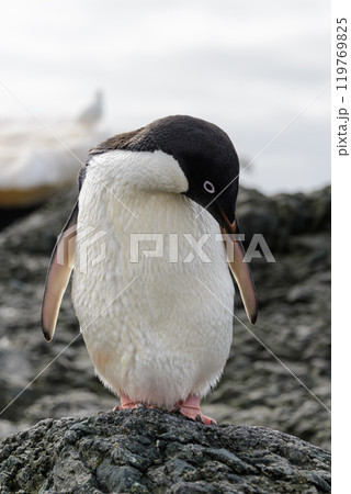 Adelie penguin standing on beach in Antarctica 119769825