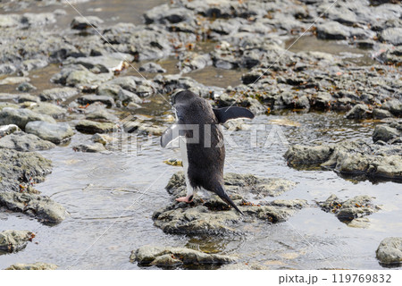 Gentoo penguin going on beach in Antarctica Gentoo penguin going on beach in Antarctica 119769832