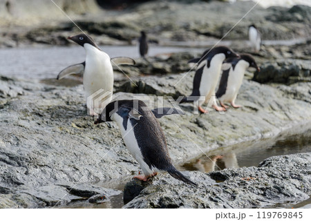 Group of adelie penguins on beach in Antarctica Group of adelie penguins on beach in Antarctica 119769845