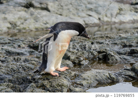 Penguin standing on beach in Antarctica  119769855