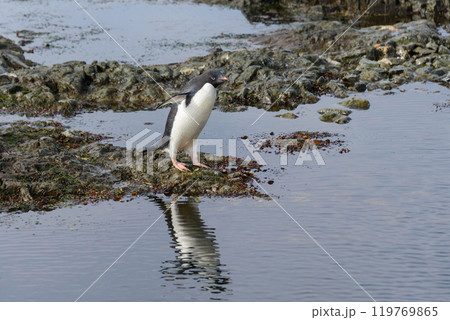 Penguin standing on beach in Antarctica  119769865
