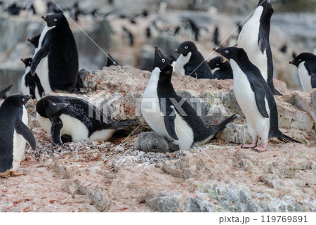 Group of adelie penguins on beach in Antarctica 119769891