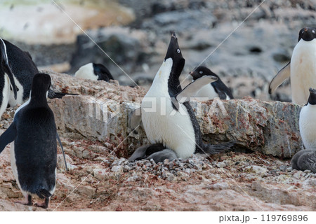 Adelie penguin with chicks in nest in Antarctica 119769896