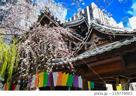 京都 紫雲山頂法寺 六角堂　咲き始めの美しい枝垂れ桜（京都市中京区） 119770001