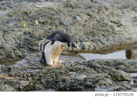 Penguin standing on beach in Antarctica 119770126