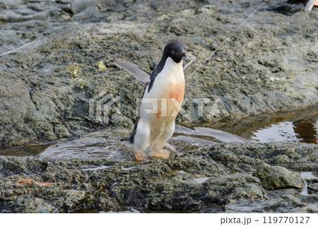 Penguin standing on beach in Antarctica 119770127