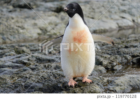 Penguin standing on beach in Antarctica 119770128