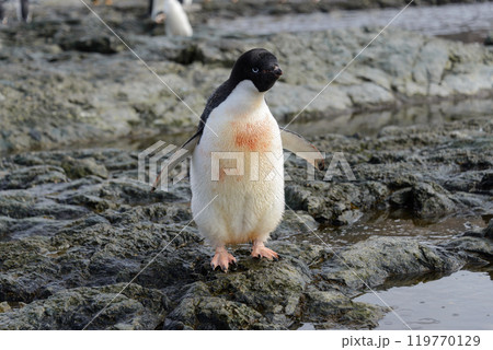 Penguin standing on beach in Antarctica 119770129