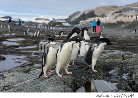 Group of adelie penguins on beach in Antarctica Group of adelie penguins on beach in Antarctica 119770144
