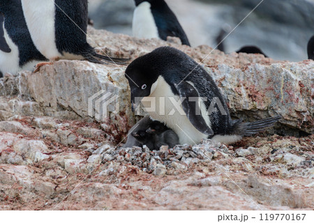 Adelie penguin with chicks in nest in Antarctica 119770167