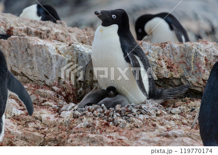 Adelie penguin with chicks in nest in Antarctica Adelie penguin with chicks in nest in Antarctica 119770174