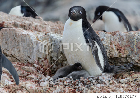 Adelie penguin with chicks in nest in Antarctica 119770177