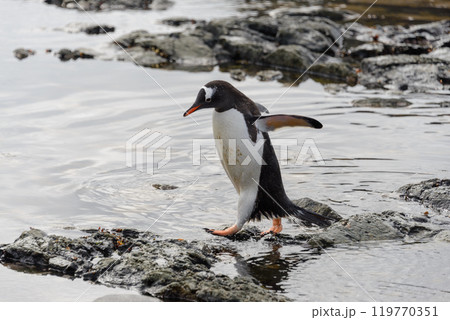 Gentoo penguin going on beach in Antarctica 119770351