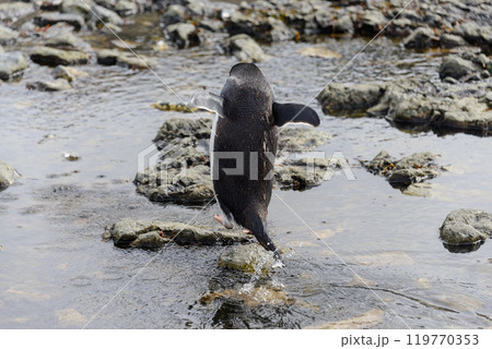Gentoo penguin going on beach in Antarctica 119770353