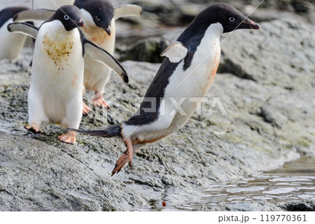 Group of adelie penguins on beach in Antarctica Group of adelie penguins on beach in Antarctica 119770361