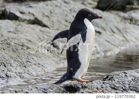 Penguin standing on beach in Antarctica 119770362