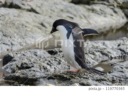 Group of adelie penguins on beach in Antarctica 119770365