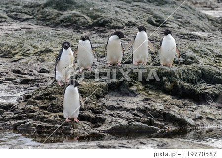 Group of adelie penguins on beach in Antarctica 119770387