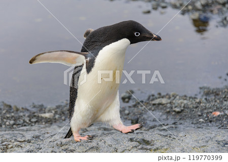 Adelie penguin going on beach in Antarctica 119770399