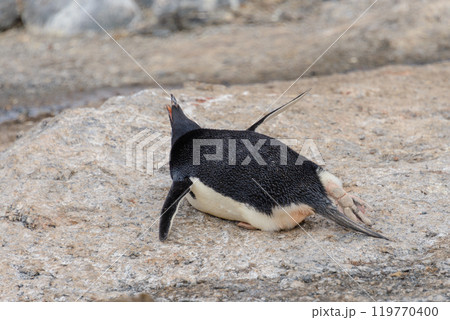 Adelie penguin laying on beach in Antarctica 119770400