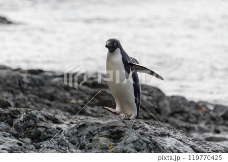 Adelie penguin standing on beach in Antarctica Adelie penguin standing on beach in Antarctica 119770425