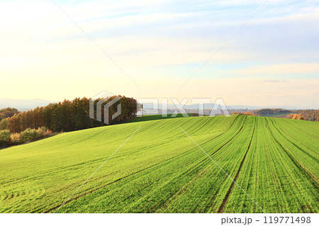 日没間近の秋の美瑛の丘 日没間近の秋の美瑛の丘 119771498