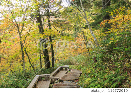 秋の尾瀬 草紅葉と森の紅葉 鳩待峠〜山ノ鼻 秋の尾瀬 草紅葉と森の紅葉 鳩待峠〜山ノ鼻 119772010