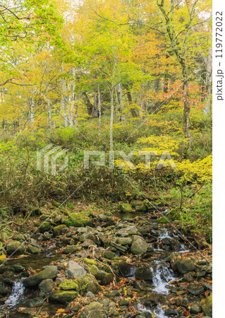 秋の尾瀬　草紅葉と森の紅葉　鳩待峠〜山ノ鼻 119772022