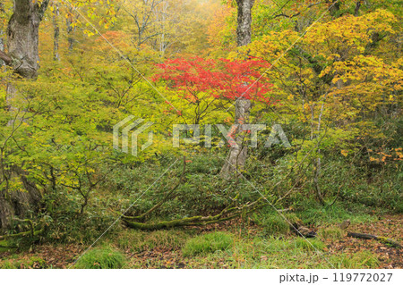秋の尾瀬 草紅葉と森の紅葉 鳩待峠〜山ノ鼻 秋の尾瀬 草紅葉と森の紅葉 鳩待峠〜山ノ鼻 119772027