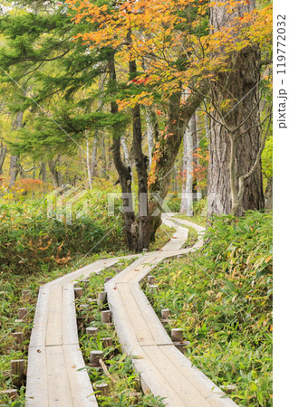 秋の尾瀬 草紅葉と森の紅葉 鳩待峠〜山ノ鼻 秋の尾瀬 草紅葉と森の紅葉 鳩待峠〜山ノ鼻 119772032