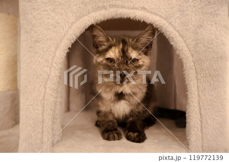 キャットタワーに佇む子猫 キャットタワーに佇む子猫 119772139