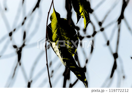 Leaves of a tree against the sky in autumn. Shallow depth of field. 119772212