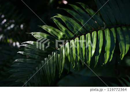 Fern dark green leave wallpaper background Fern dark green leave wallpaper background 119772364