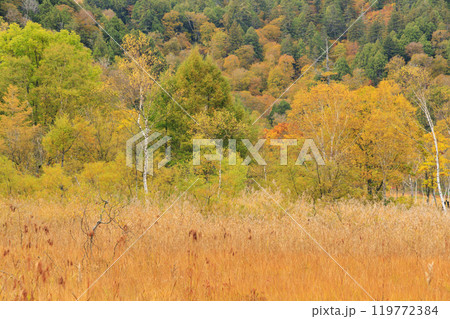 秋の尾瀬　草紅葉と森の紅葉　山ノ鼻〜竜宮 119772384
