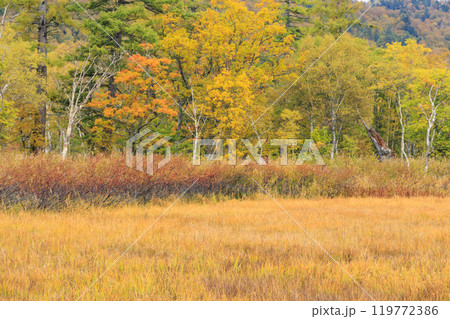 秋の尾瀬 草紅葉と森の紅葉 山ノ鼻〜竜宮 秋の尾瀬 草紅葉と森の紅葉 山ノ鼻〜竜宮 119772386