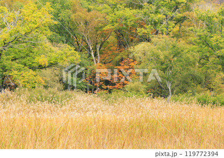 秋の尾瀬　草紅葉と森の紅葉　山ノ鼻〜竜宮 119772394