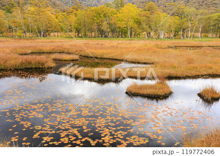 秋の尾瀬 草紅葉と森の紅葉 山ノ鼻〜竜宮 秋の尾瀬 草紅葉と森の紅葉 山ノ鼻〜竜宮 119772406