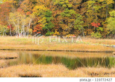 秋の尾瀬　草紅葉と森の紅葉　山ノ鼻〜竜宮 119772427