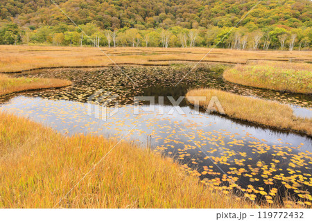 秋の尾瀬　草紅葉と森の紅葉　山ノ鼻〜竜宮 119772432