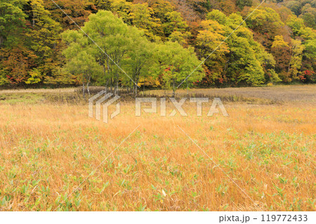 秋の尾瀬　草紅葉と森の紅葉　山ノ鼻〜竜宮 119772433