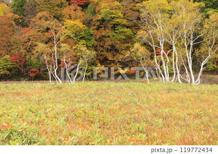 秋の尾瀬　草紅葉と森の紅葉　山ノ鼻〜竜宮 119772434