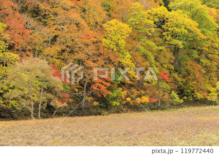 秋の尾瀬 草紅葉と森の紅葉 山ノ鼻〜竜宮 秋の尾瀬 草紅葉と森の紅葉 山ノ鼻〜竜宮 119772440