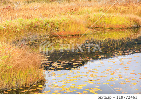 秋の尾瀬 草紅葉と森の紅葉 山ノ鼻〜竜宮 秋の尾瀬 草紅葉と森の紅葉 山ノ鼻〜竜宮 119772463