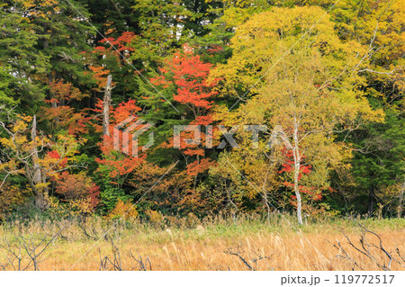 秋の尾瀬 草紅葉と森の紅葉 山ノ鼻〜竜宮 秋の尾瀬 草紅葉と森の紅葉 山ノ鼻〜竜宮 119772517