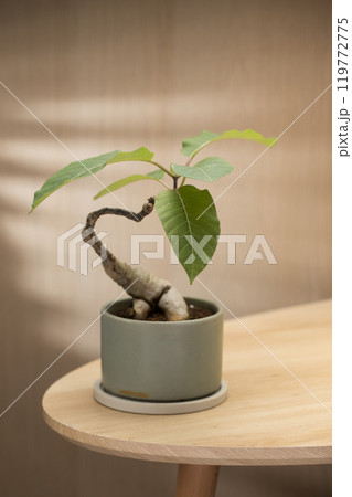 A Phyllanthus Mirabilis Bonsai in a green ceramic pot. 119772775
