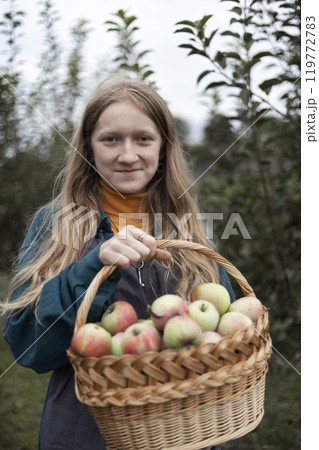 girl holds basket with juicy apples in the garden girl holds basket with juicy apples in the garden 119772783