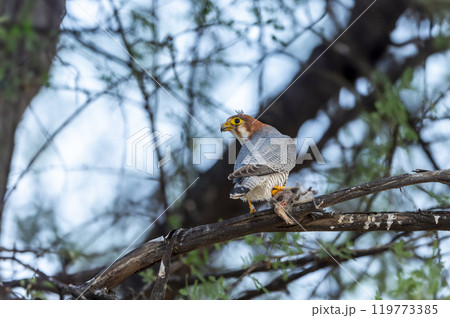 Red necked falcon or Falco chicquera bird of prey closeup in action perched on branch of a tree after hunt with crested lark bird kill in claws at tal chhapar blackbuck sanctuary rajasthan india asia 119773385